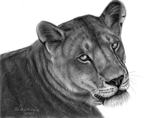 Lioness