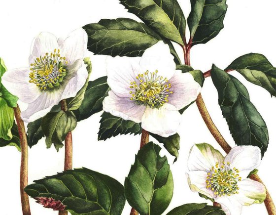 Helleborus Niger