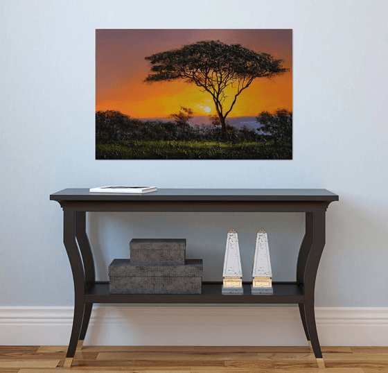 " Africa - Acacia tree " Special Price !!!