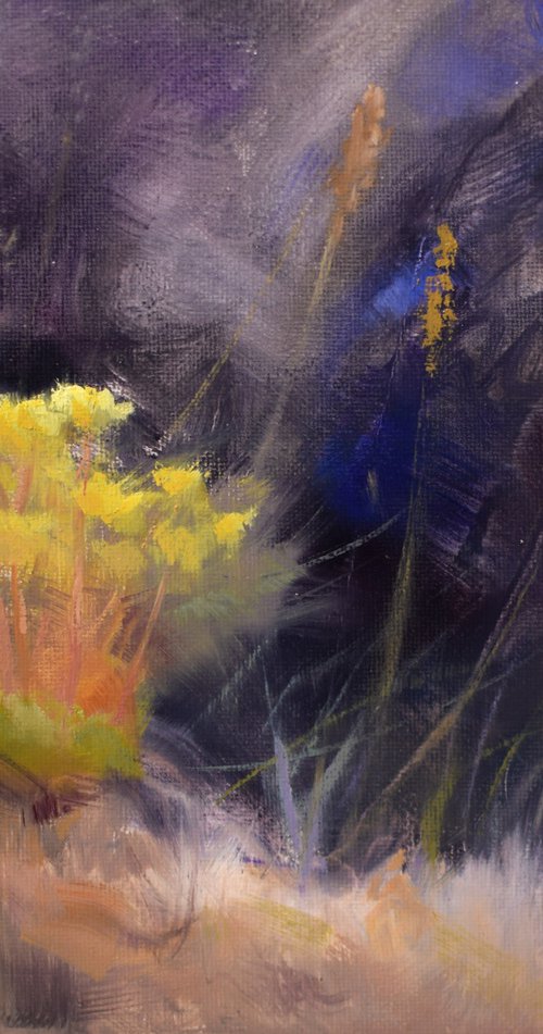 Wild stonecrop sedum flowers in blue grass by Gav Banns