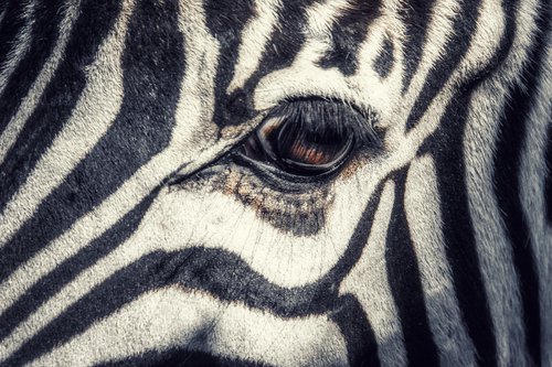 Sad zebra by Vlad Durniev
