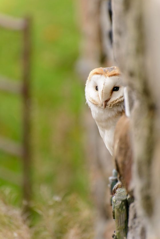 Peeping Barn Owl  - A3