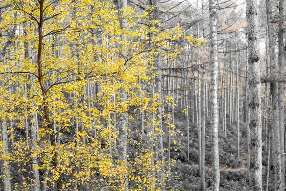 Winter Trees - Dimmingsdale