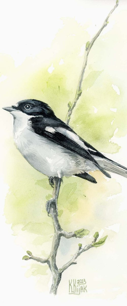 pied flycatcher bird by Karolina Kijak