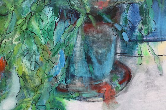 Schlumbergera. Christmas Cactus