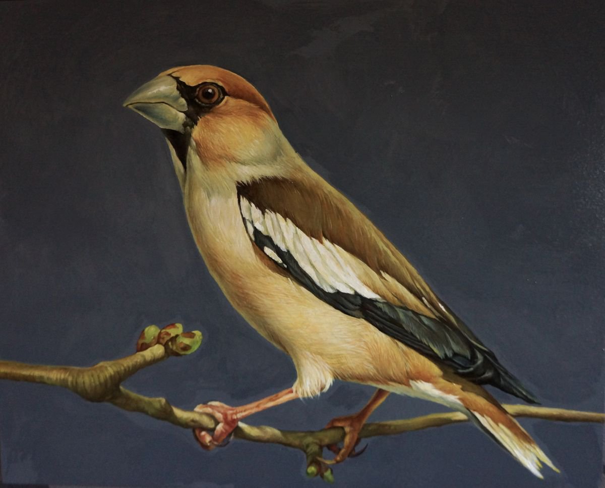 Photorealistic Animal Oil Painting By Marina Popkova-Sologub, 12 X 9", Grosbeaks 1, Original Artwork