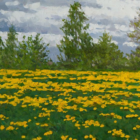 Dandelion Field