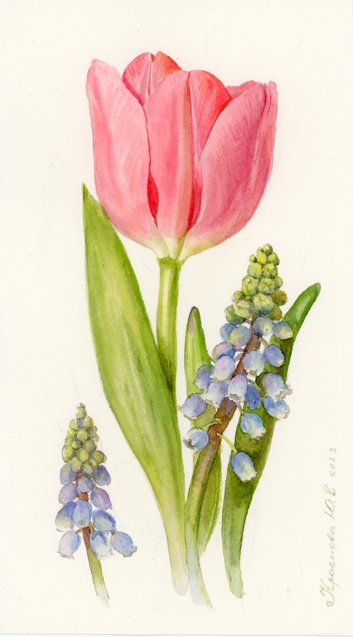 Tulip and Muscari. by Yulia Krasnov