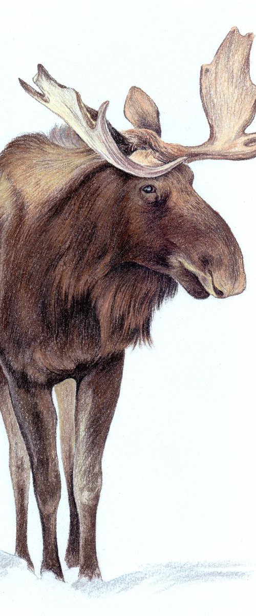 Wild moose in winter forest. Pastel drawing 21x30 cm by Olga Tsvetkova