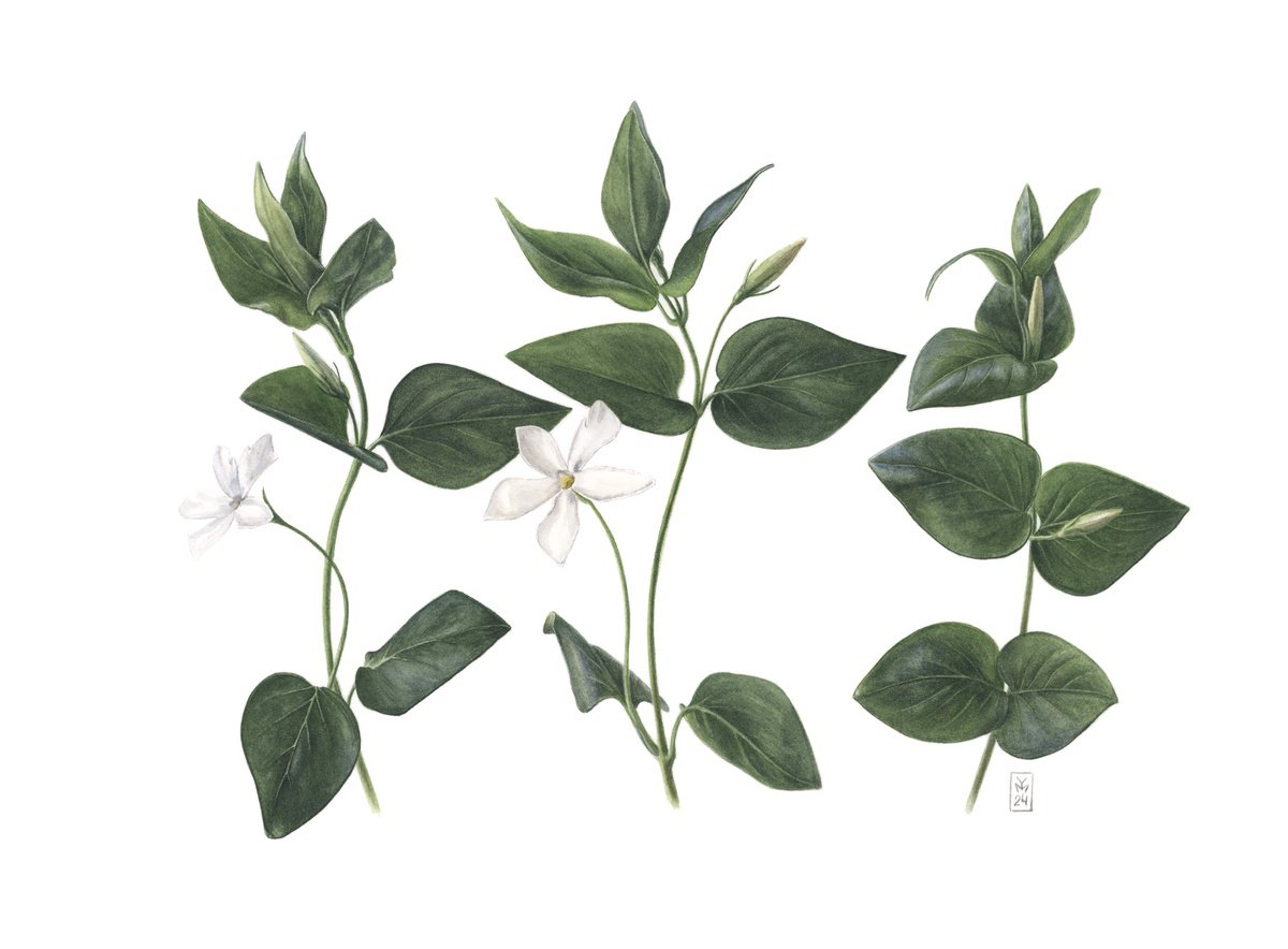 Photorealistic Botanical Watercolour By Yuliia Moiseieva, 15 X 11", White Periwinkle, Original Artwork