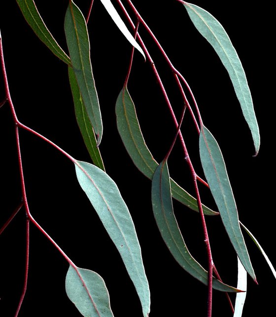 Silver Princess Leaves