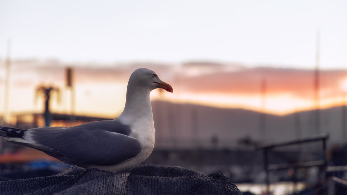SEAGULL AT SUNSET by Giovanni Laudicina