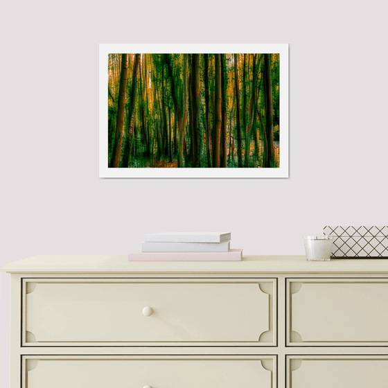 Abstract Forest 2. Limited Edition 1/50 15x10 inch Photographic Print