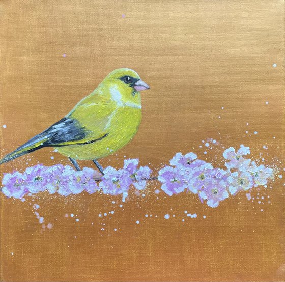 Greenfinch on cherry blossom
