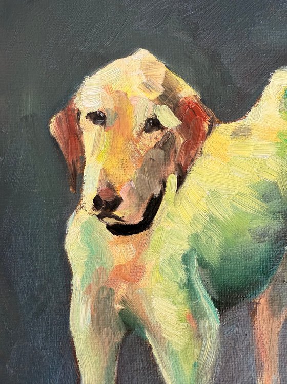 Dog 11