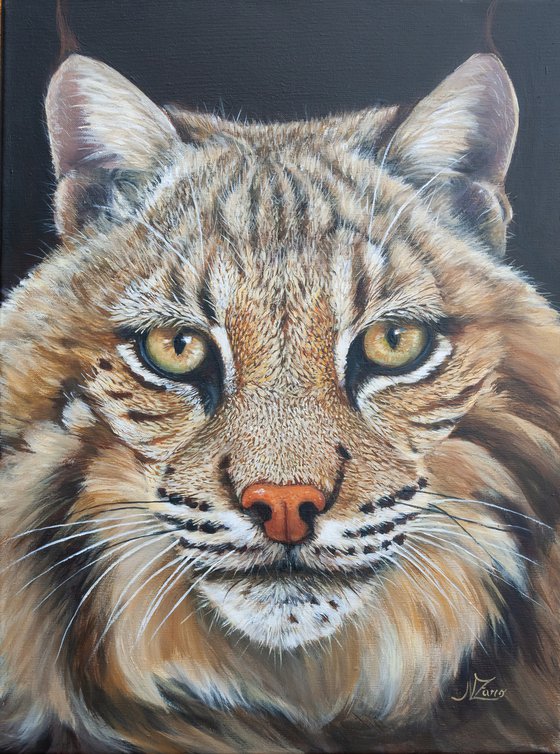 Lynx