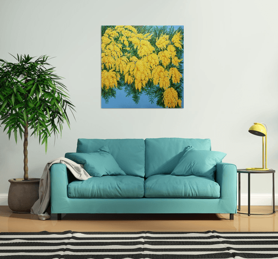 Mimosas in Bloom