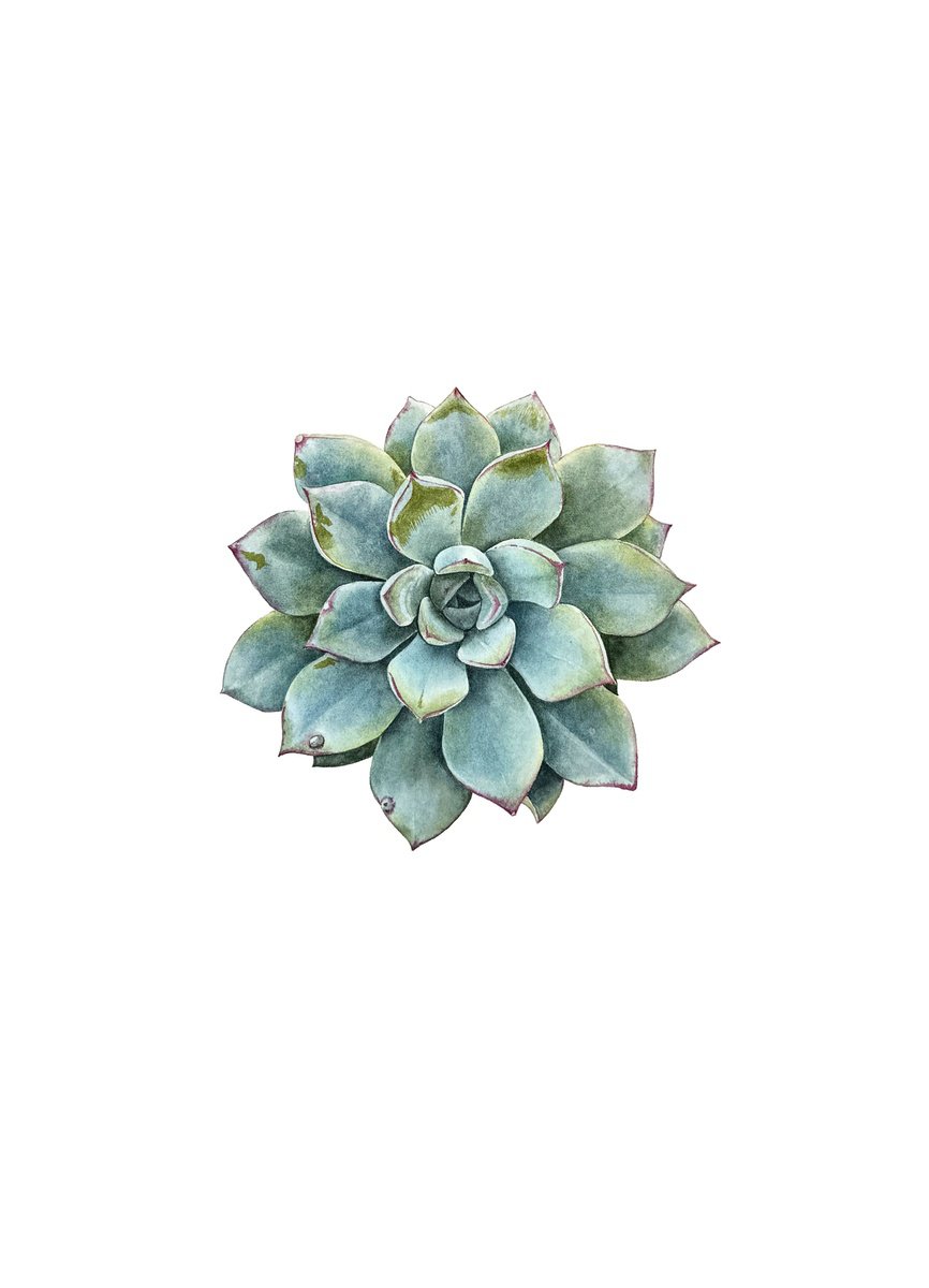 Photorealistic Botanical Watercolour By Yuliia Prokopchuk, 10 X 14", Echeveria Painting, Original Artwork