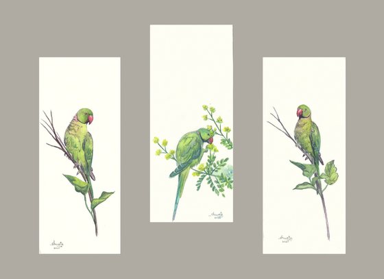 Rose ringed Parakeets