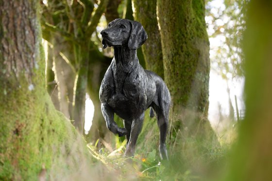 Pointing Weimaraner BR