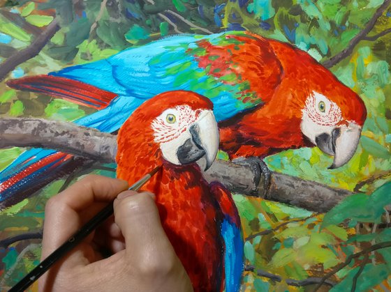 Red macaws