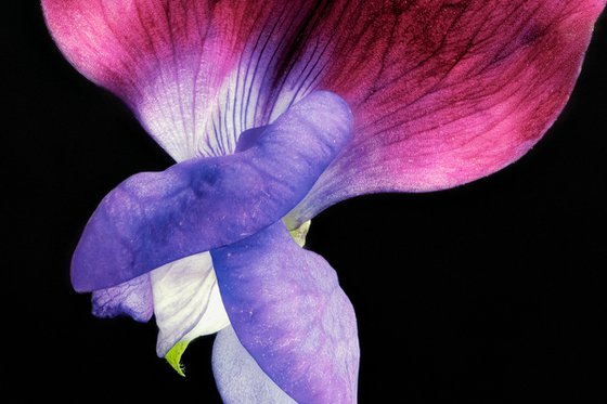 SWEET PEAS - studio edition