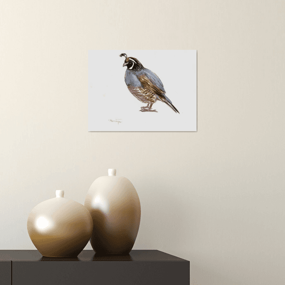 California Quail