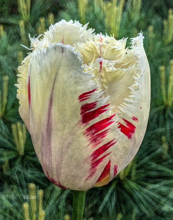 Painted White Tulip