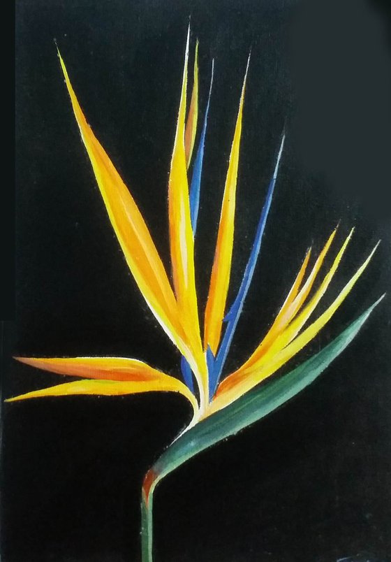 Beauty of Birds of Paradise Flower II