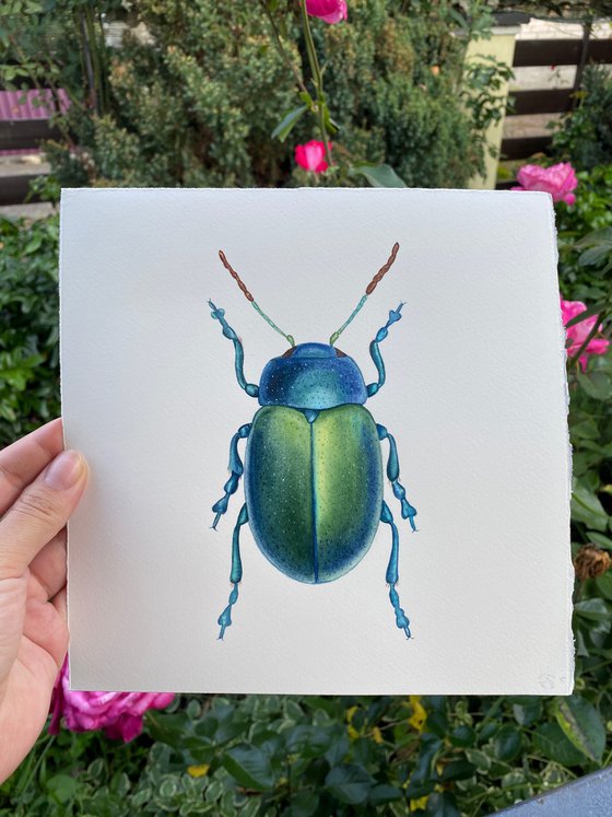 Watercolour beetle