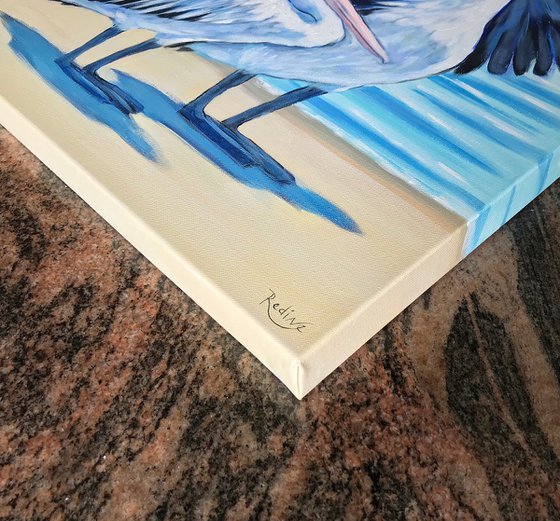 Pelicans at the Beach