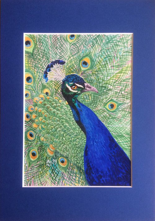 The power of color - peacock by Jolanta Czarnecka