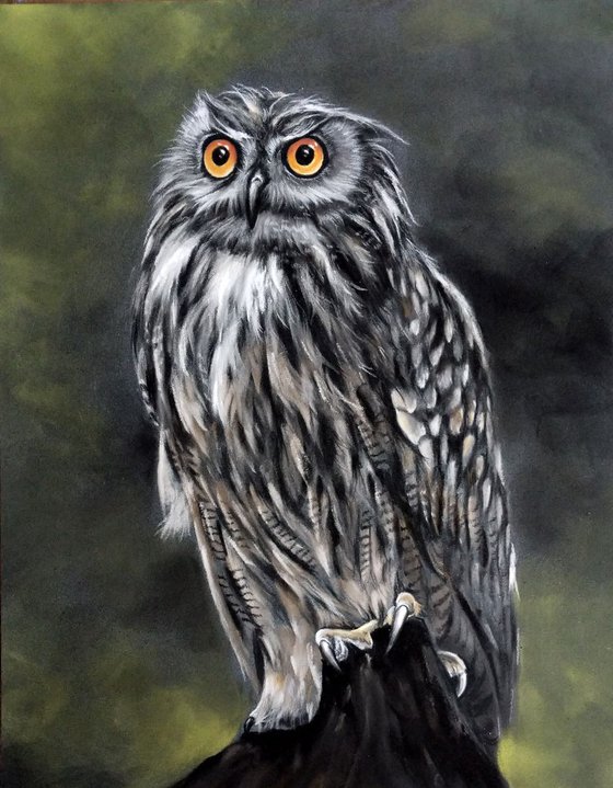Eagle Owl  (Original Pastel Painting) 11" x 14"