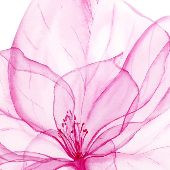 Fragile Blooms