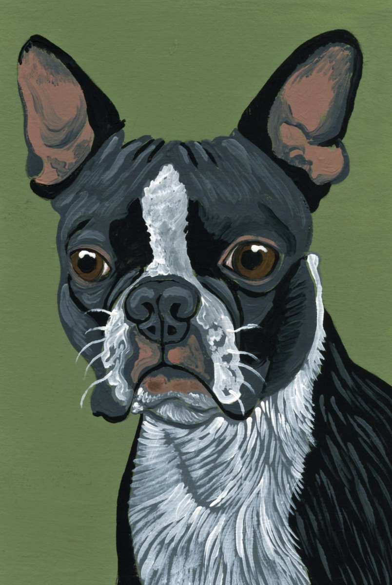 Boston Terrier by Carla Smale