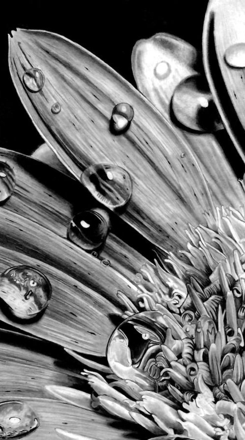 Morning Dew Drops by Paul Stowe