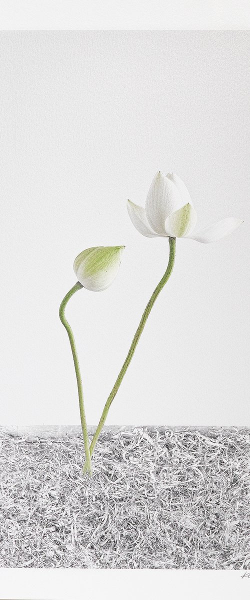 LOTUS-White Light #003 by Keiichiro Muramatsu