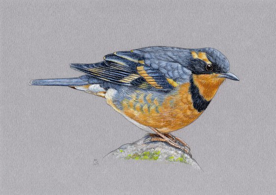 Varied thrush