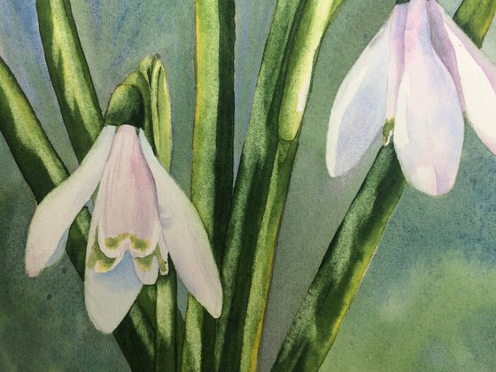 Snowdrops