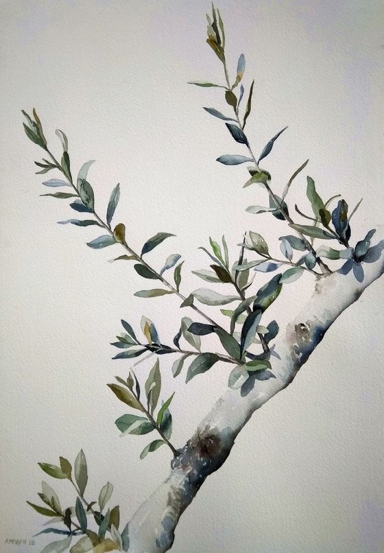 Olive tree leaves