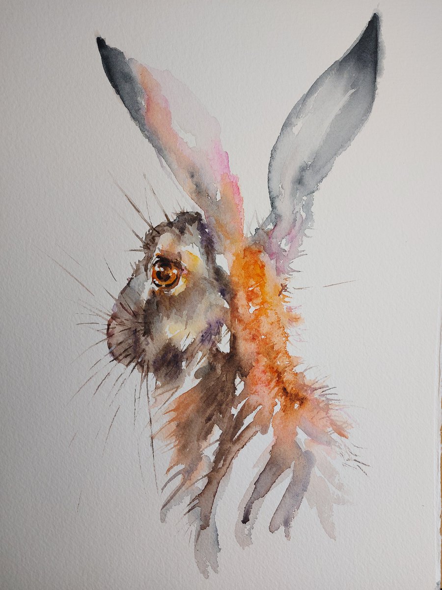 Watercolour Hare portrait by Sue  Green