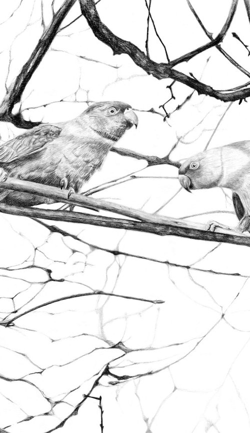 Hyde Park Parakeets by Susannah Weiland