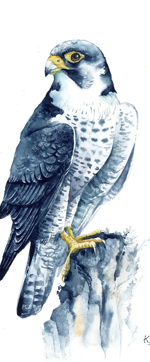 Peregrine falcon by Karolina Kijak
