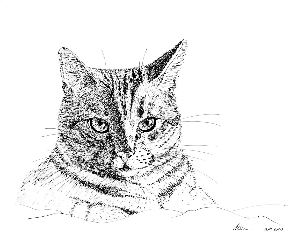 A cat with intelligent eyes - Gift for animal lovers. by Liubov Samoilova