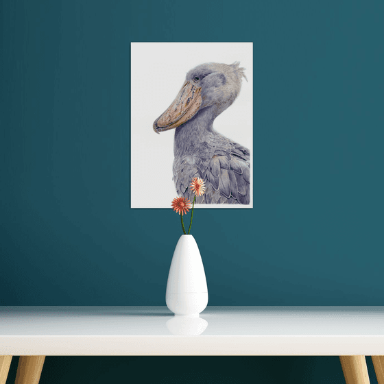 Shoebill bird portrait on white background