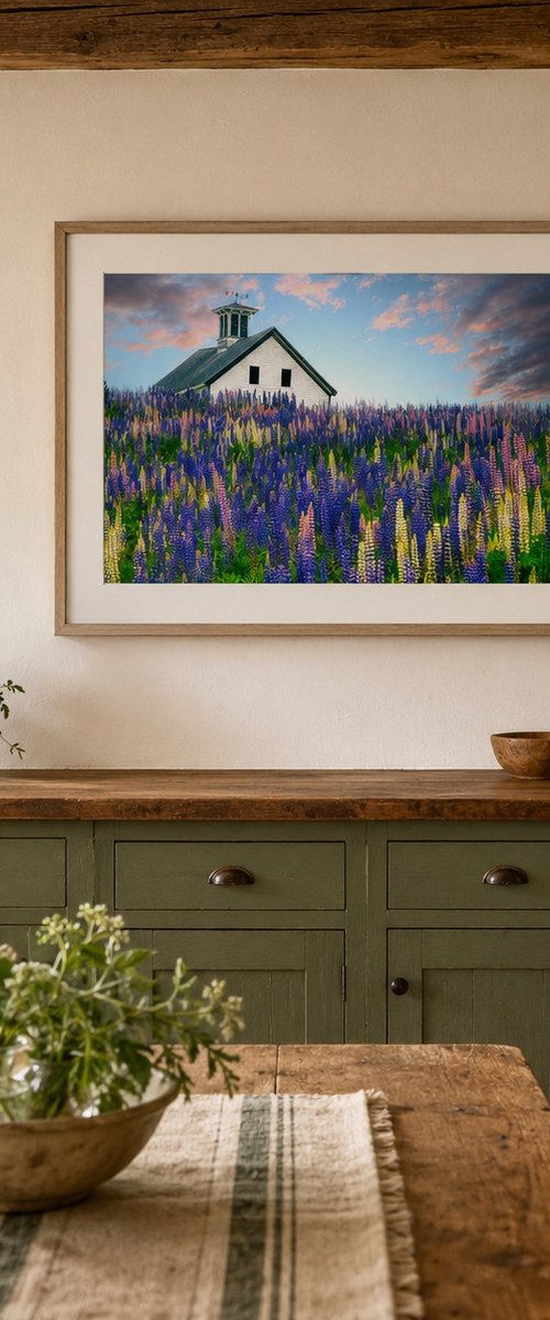 Lupine Field, Whitefield, Maine, 61 x 41 by Francois de Melogue