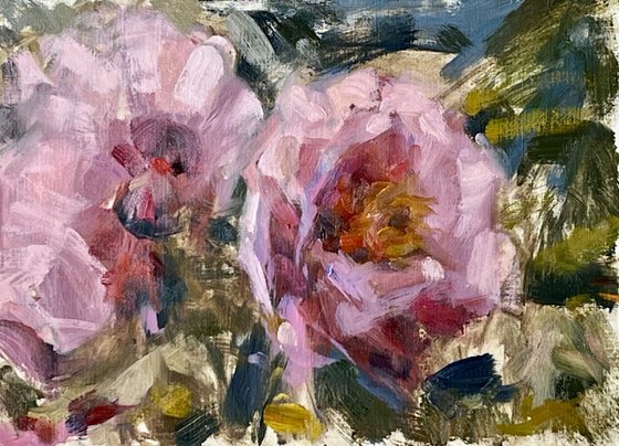Peonies in Spring