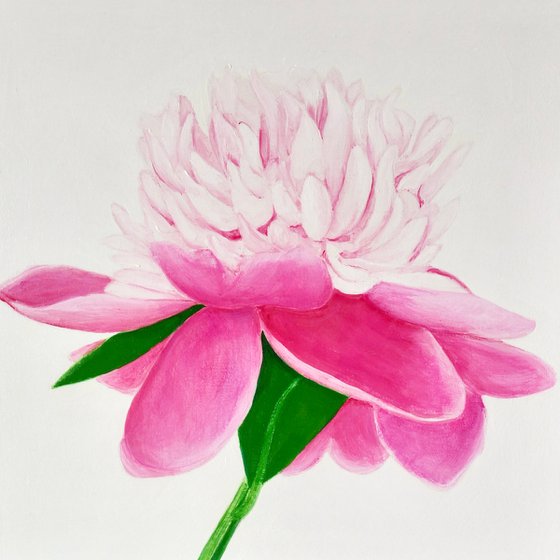 Pink Cap Peony