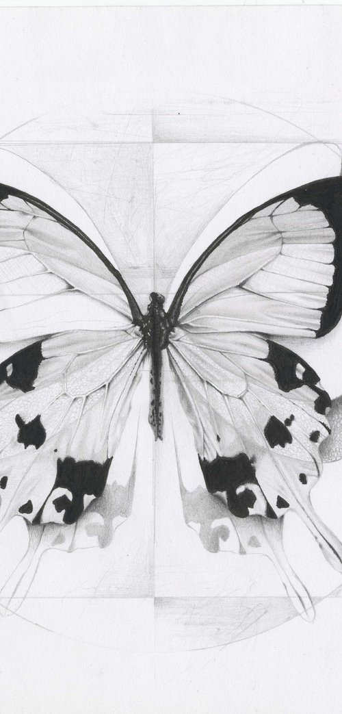 Una farfalla by Alessia Sinopoli