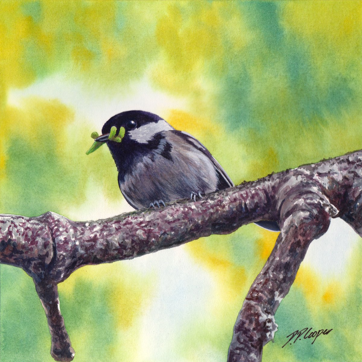 Impressionistic Animal Watercolour By D. P. Cooper, 16 X 16, Coal Tit, Original Artwork